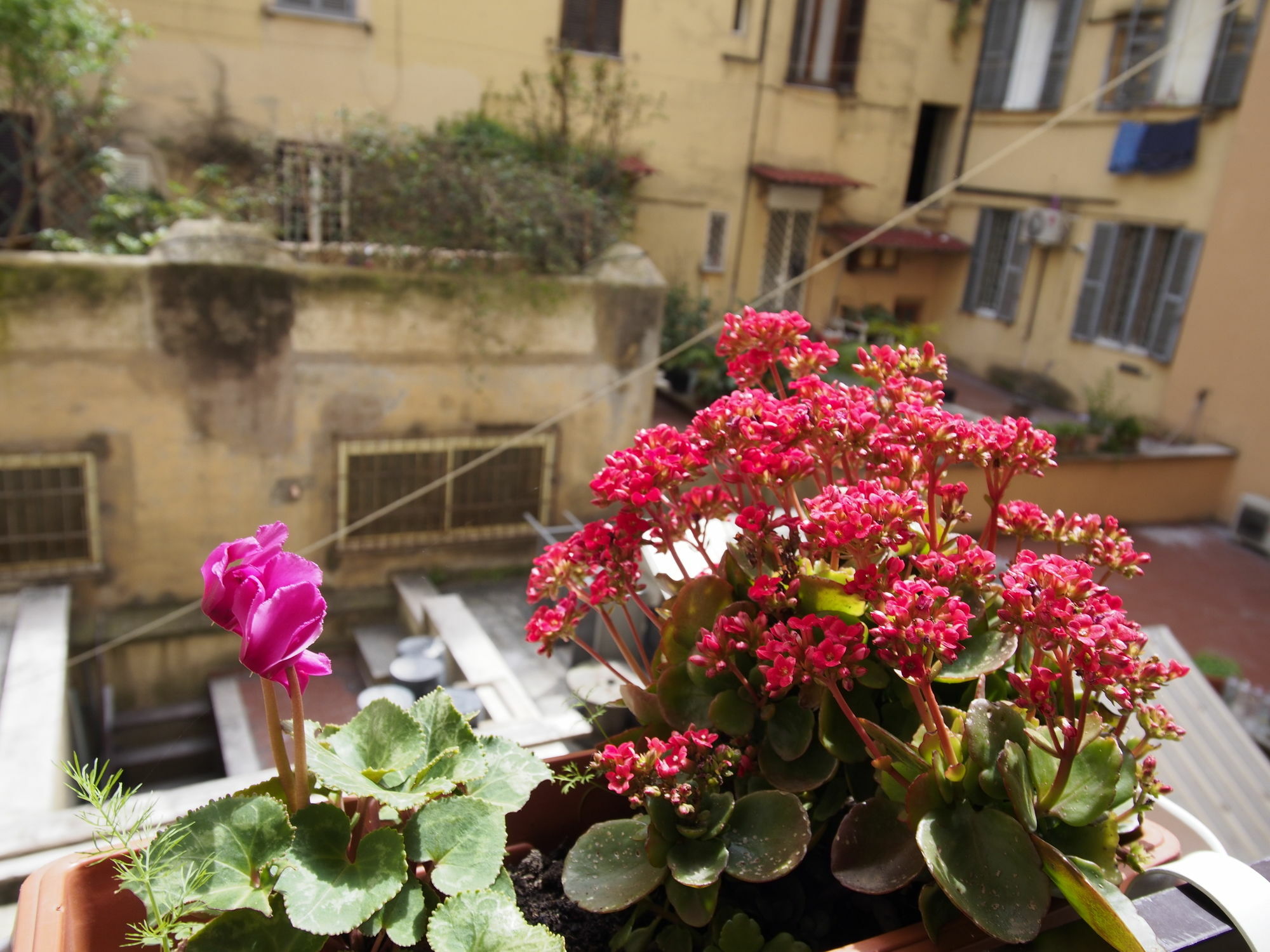 Palladini Hostal *